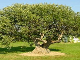 alimento olio extra vergine