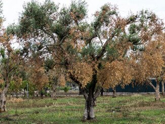 no abbattimento piante