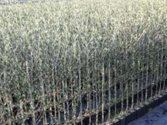 Xylella olivo resistente al batterio