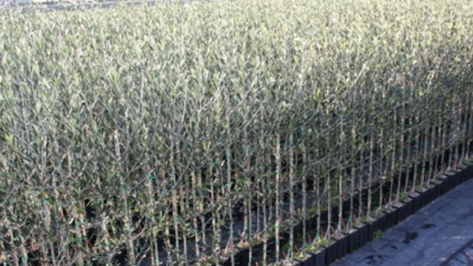 Xylella olivo resistente al batterio