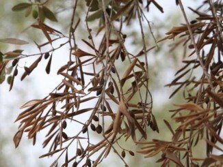 accademia dei georgofili