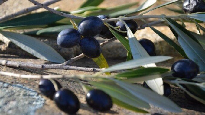olive nere corretta conservazione