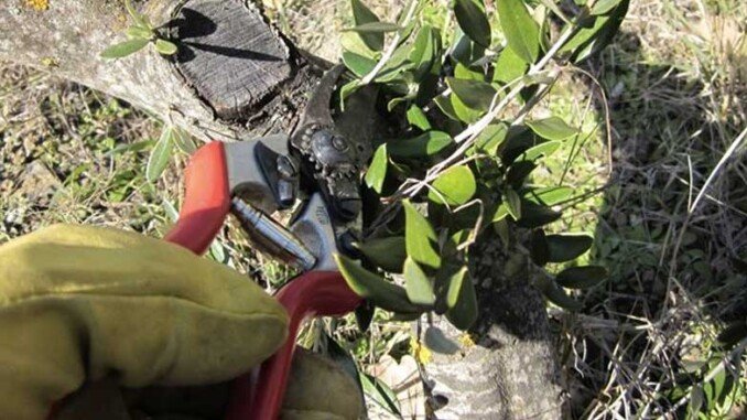 Potatura piante olivo