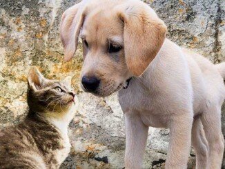 Benefici olio e animali domestici