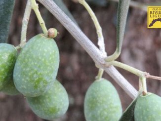 Patto filiera Ligure 2018/2019