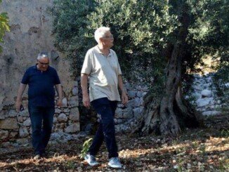 Risanamento danni olivi