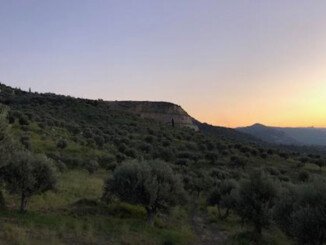 Cultivar Santagatese