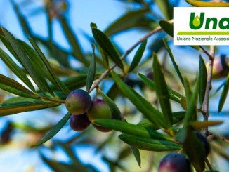 evo di cortina pat di puglia